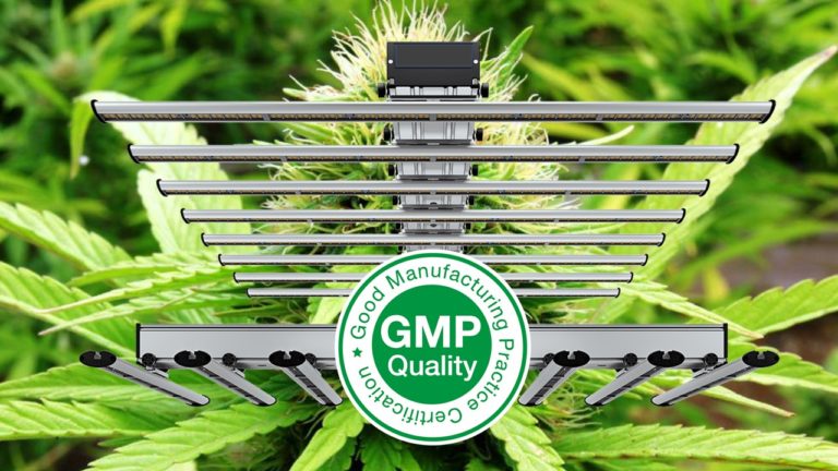 Cannabis medicinal fotoperiodo